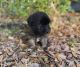 Yorkillon Puppies for sale in Kissimmee, FL 34744, USA. price: NA