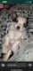 Yorkillon Puppies for sale in 2716 Plaza Ave, Hays, KS 67601, USA. price: $600