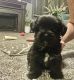 Yorkillon Puppies for sale in Lakefield, MN 56150, USA. price: $1,000