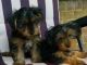 Yorkillon Puppies for sale in Sunnyvale, CA, USA. price: $350