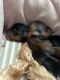 Yorkshire Terrier Puppies for sale in Athens, TN 37303, USA. price: NA