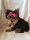 Yorkshire Terrier Puppies for sale in Greenville, SC, USA. price: $830