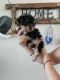 Yorkshire Terrier Puppies for sale in Hempstead, TX 77445, USA. price: $900