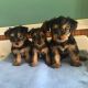 Yorkshire Terrier Puppies for sale in Sacramento, CA 94203, USA. price: NA