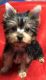 Yorkshire Terrier Puppies for sale in Perryville, MO 63775, USA. price: $610
