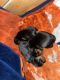 Yorkshire Terrier Puppies for sale in Garfield, KY, USA. price: $1,000
