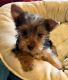 Yorkshire Terrier Puppies for sale in Prescott, AZ, USA. price: NA
