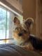 Yorkshire Terrier Puppies for sale in Conway, AR, USA. price: NA