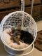 Yorkshire Terrier Puppies for sale in Memphis, TN, USA. price: $2,000
