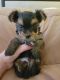 Yorkshire Terrier Puppies for sale in Cape Coral, FL, USA. price: $2,200