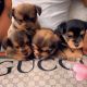 Yorkshire Terrier Puppies for sale in Peachtree City, GA, USA. price: NA