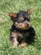 Yorkshire Terrier Puppies for sale in Midland Park, NJ 07432, USA. price: NA
