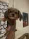Yorkshire Terrier Puppies for sale in Richmond, VA 23227, USA. price: $2,000