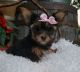 Yorkshire Terrier Puppies for sale in Concord, NC, USA. price: $730