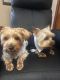Yorkshire Terrier Puppies for sale in Cooperstown, NY 13326, USA. price: $1,300