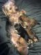 Yorkshire Terrier Puppies for sale in Winnetka, CA 91306, USA. price: $600