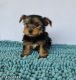 Yorkshire Terrier Puppies for sale in Dracut, MA 01826, USA. price: $2,700