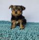 Yorkshire Terrier Puppies for sale in Dracut, MA 01826, USA. price: $2,700
