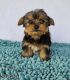 Yorkshire Terrier Puppies for sale in Dracut, MA 01826, USA. price: $3,000