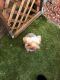 Yorkshire Terrier Puppies for sale in Antioch, CA, USA. price: $1,000