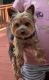 Yorkshire Terrier Puppies for sale in Newport News, VA 23602, USA. price: $500