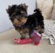 Yorkshire Terrier Puppies for sale in CA-1, Long Beach, CA, USA. price: NA