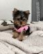 Yorkshire Terrier Puppies for sale in Hayward, CA, USA. price: $600