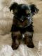 Yorkshire Terrier Puppies for sale in Sanford, NC, USA. price: NA