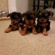 Yorkshire Terrier Puppies for sale in Detroit, MI, USA. price: $450