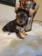 Yorkshire Terrier Puppies for sale in Columbia, SC, USA. price: $820