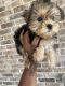 Yorkshire Terrier Puppies for sale in Prosper, TX 75078, USA. price: NA