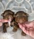 Yorkshire Terrier Puppies for sale in Morris Chapel, TN 38361, USA. price: NA