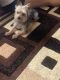 Yorkshire Terrier Puppies for sale in Roy, UT 84067, USA. price: $900