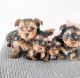 Yorkshire Terrier Puppies for sale in Addison, TX, USA. price: NA