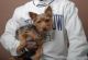 Yorkshire Terrier Puppies for sale in San Diego, CA, USA. price: $1