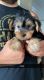 Yorkshire Terrier Puppies for sale in De Graff, OH 43318, USA. price: $500