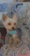Yorkshire Terrier Puppies for sale in Arcadia, CA, USA. price: $500