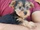 Yorkshire Terrier Puppies for sale in Ontario, NY 14519, USA. price: $500