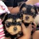 Yorkshire Terrier Puppies for sale in Ontario, NY 14519, USA. price: $550