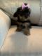 Yorkshire Terrier Puppies for sale in Allegan, MI 49010, USA. price: $2,500