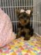 Yorkshire Terrier Puppies for sale in Washington, PA 15301, USA. price: $750