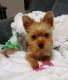 Yorkshire Terrier Puppies for sale in Dunwoody, GA 30350, USA. price: NA