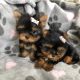 Yorkshire Terrier Puppies for sale in Birmingham, AL, USA. price: $700