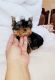 Yorkshire Terrier Puppies for sale in Richmond, VA, USA. price: $500