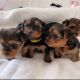 Yorkshire Terrier Puppies for sale in Addison, TX, USA. price: $500
