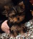 Yorkshire Terrier Puppies for sale in Los Angeles, CA 90021, USA. price: $1,000