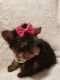 Yorkshire Terrier Puppies for sale in Carmel-By-The-Sea, CA 93923, USA. price: $700
