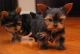 Yorkshire Terrier Puppies for sale in West Hollywood, CA 90046, USA. price: $1,000