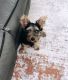 Yorkshire Terrier Puppies for sale in West Deptford, NJ, USA. price: $2,000