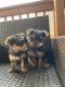 Yorkshire Terrier Puppies for sale in Spanaway, WA, USA. price: $2,350